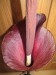 Zmijovec áronovitý - kvet 